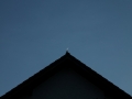 IMG_0740 (Large)