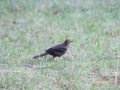IMG_0172 (Large)