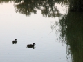 IMG_0183 (Large)