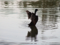 IMG_0186 (Large)
