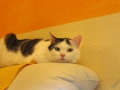 IMG_2908 (Large)
