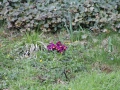 IMG_4476.jpg