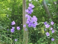 IMG_2046 (Large)