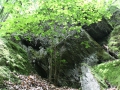 IMG_2123 (Large)