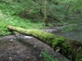 IMG_2130 (Large)