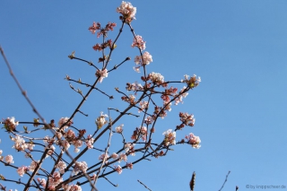 Blüten in Bad Nauheim