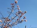 Blüten in Bad Nauheim