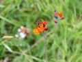IMG_2773 (Large)