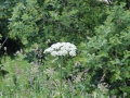 IMG_2825 (Large)