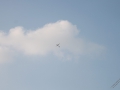 IMG_1270 (Large)