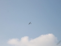 IMG_1273 (Large)