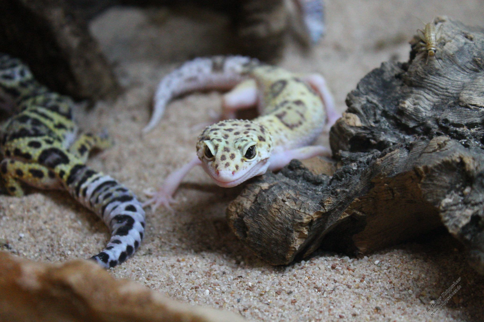 Ein Neues Zuhause F r Unsere Geckos Www knippscheer de Ein Neues Zuhause F r Unsere Geckos Www knippscheer de