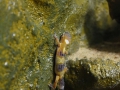 DPP_0025