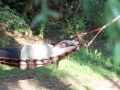 IMG_0704 (Large)