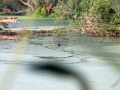 IMG_0725 (Large)