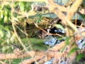 IMG_0727 (Large)