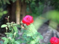 IMG_0736 (Large)