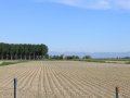 IMG_1674 (Large)