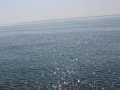 IMG_1893 (Large)