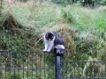IMG_0583 (Large)