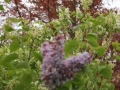 IMG_4686.jpg