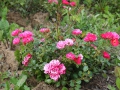 IMG_2586 (Large)
