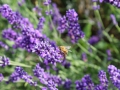 IMG_2607 (Large)