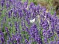 IMG_2614 (Large)