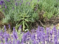 IMG_2616 (Large)