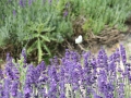 IMG_2617 (Large)