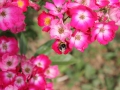 IMG_2624 (Large)
