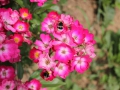 IMG_2628 (Large)