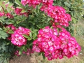 IMG_2635 (Large)