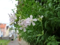 IMG_2896 (Large)