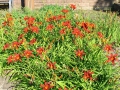 IMG_2909 (Large)