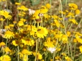 IMG_2942 (Large)