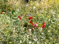 IMG_2943 (Large)