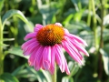 IMG_2949 (Large)